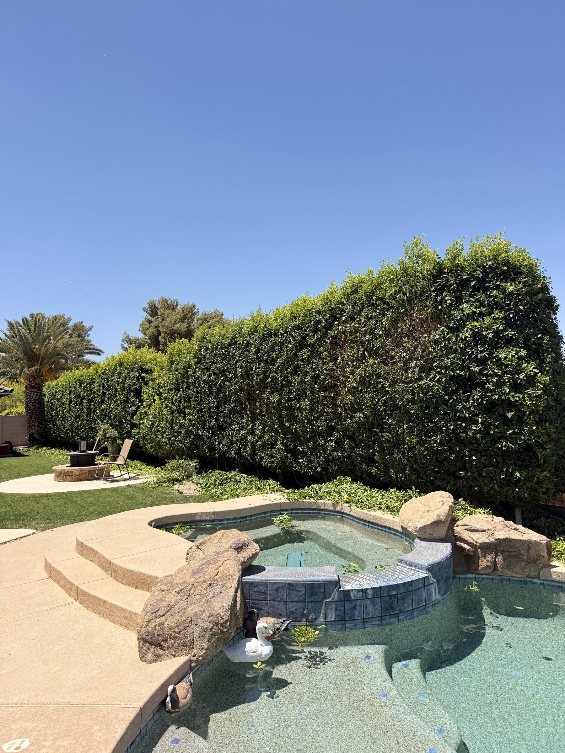 Estate yard with kidney spa, rock feature and manicured ficus hedge wall — Scottsdale