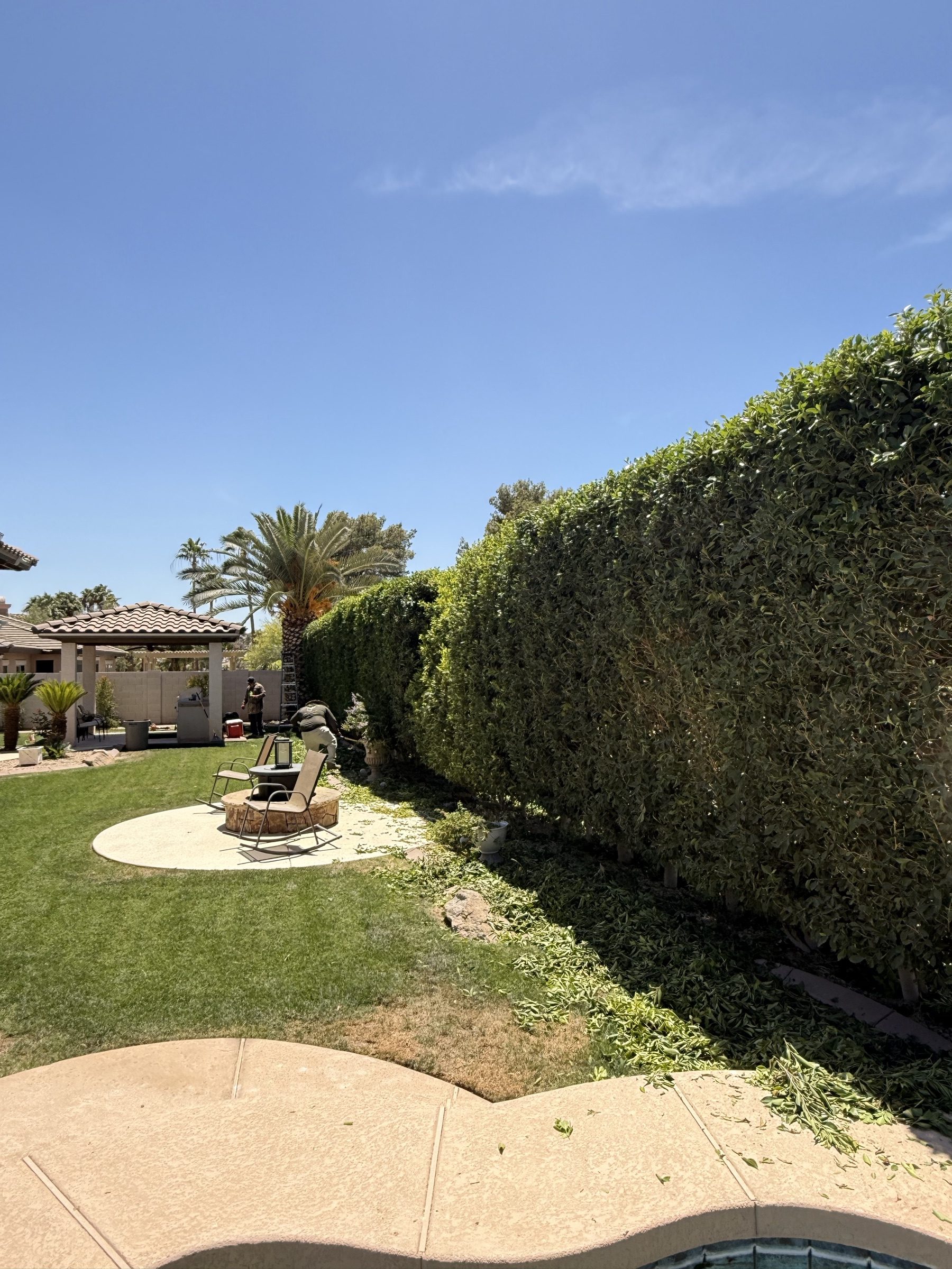 The Nature Formed crew shaping a manicured ficus hedge at a Scottsdale estate
