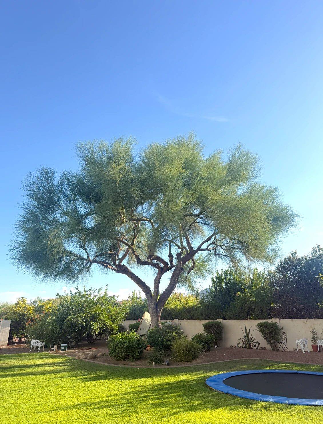 Mature palo verde tree over a manicured Scottsdale backyard lawn