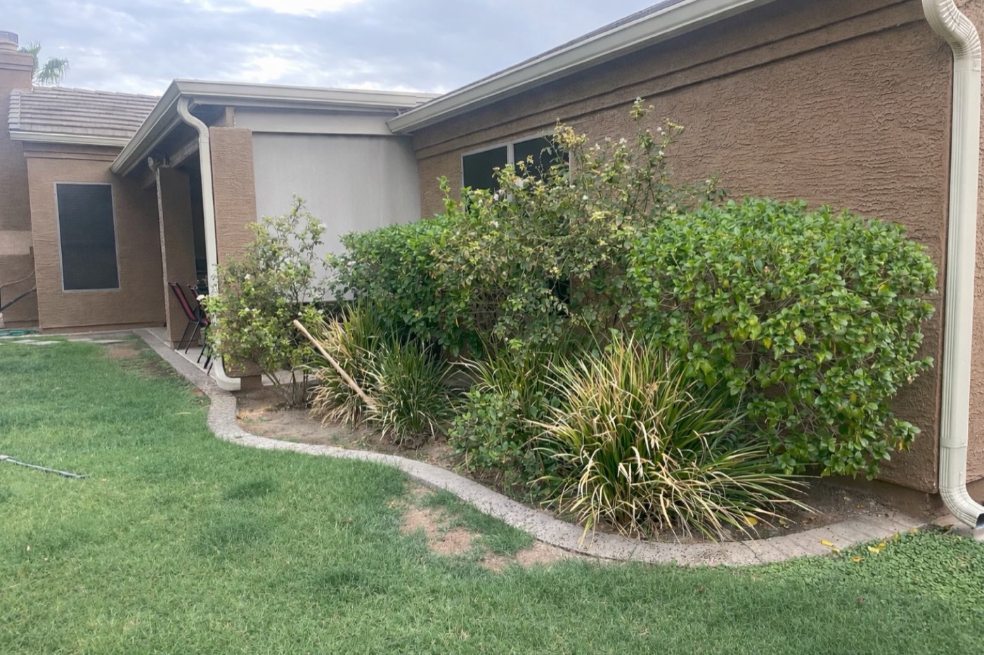 Overgrown shrubs ready for cleanup